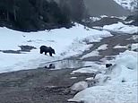 Horrifying moment Russian miners blow up BEAR after luring the beast to food rigged with explosives