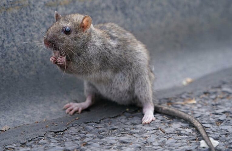 Rat causes power outage for more than 1,500 people in Virginia