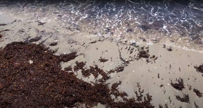 Massive 5,000-mile-wide seaweed blob heading toward Florida