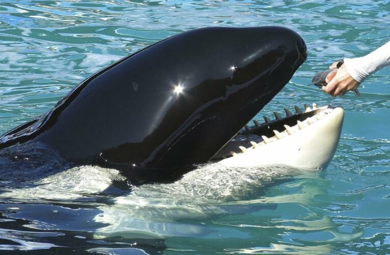 Florida aquarium to release orca after more than 50 years in captivity