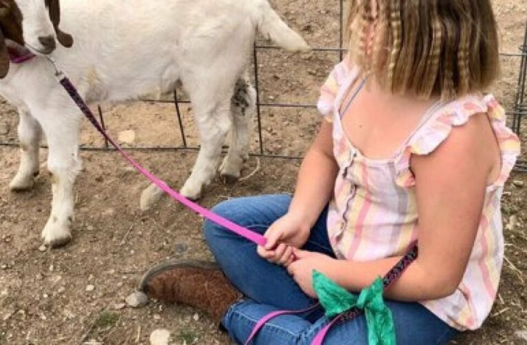 When a 9-year-old girl didn’t want her goat to be slaughtered, county fair officials sent deputies after it